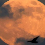 Review Makna Lagu Moon: Bulan yang Indah